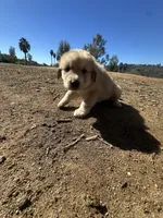 Levi, a male Anatolian Shepherd Dog for sale in Fallbrook, CA – 2 of 2