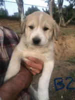 Ranger, a male Anatolian Shepherd Dog for sale in Fallbrook, CA – Photo 1 of 3