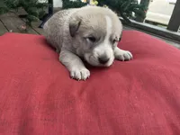 Ranger, a male Anatolian Shepherd Dog for sale in Fallbrook, CA – Photo 3 of 3