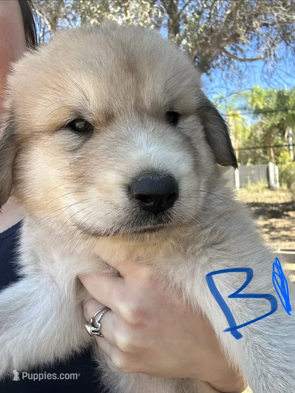 Levi – Anatolian Shepherd Dog puppy for sale in Fallbrook, CA