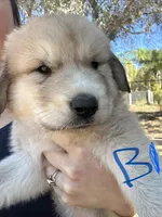 Levi, a male Anatolian Shepherd Dog for sale in Fallbrook, CA – 1 of 2