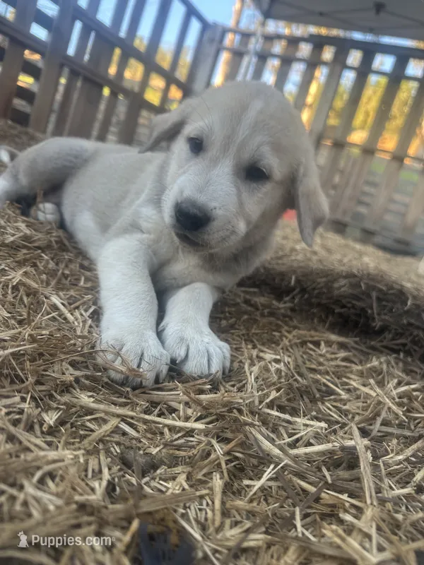 Rosie – Anatolian Shepherd Dog puppy for sale in Fallbrook, CA