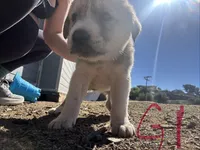 Dakota, a female Anatolian Shepherd Dog for sale in Fallbrook, CA – 1 of 1