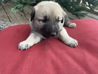 Rosie, a female Anatolian Shepherd Dog for sale in Fallbrook, CA – Photo 2 of 3