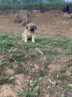 Rosie, a female Anatolian Shepherd Dog for sale in Fallbrook, CA – Photo 3 of 3