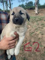 Rosie, a female Anatolian Shepherd Dog for sale in Fallbrook, CA – Photo 1 of 3