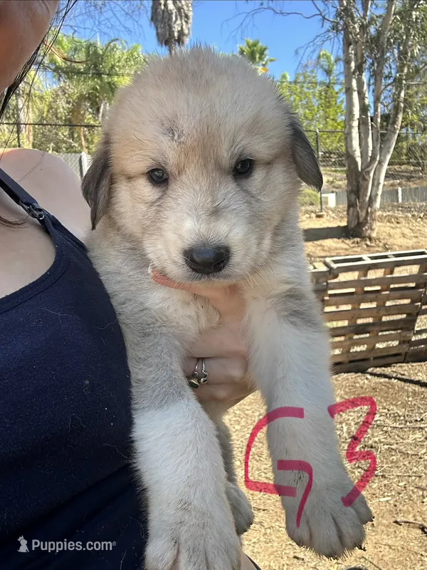 Belle – Anatolian Shepherd Dog puppy for sale in Fallbrook, CA