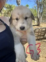 Belle, a female Anatolian Shepherd Dog for sale in Fallbrook, CA – 1 of 1