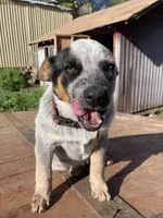Dakota , a female Australian Cattle Dog for sale in Fallbrook, CA – Photo 2 of 4