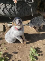 Dakota , a female Australian Cattle Dog for sale in Fallbrook, CA – Photo 4 of 4
