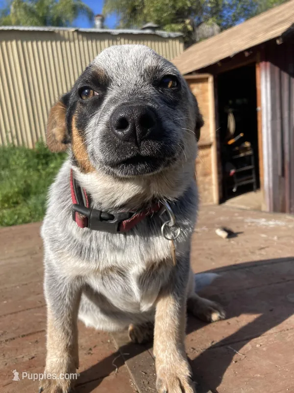 Dakota , a female Australian Cattle Dog for sale in Fallbrook, CA – Photo 1 of 4
