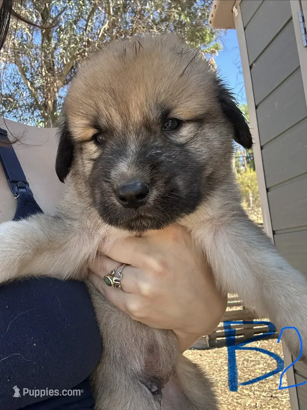 Ranger  – Anatolian Shepherd Dog puppy for sale in Fallbrook, CA
