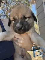 Ranger , a male Anatolian Shepherd Dog for sale in Fallbrook, CA – 1 of 1