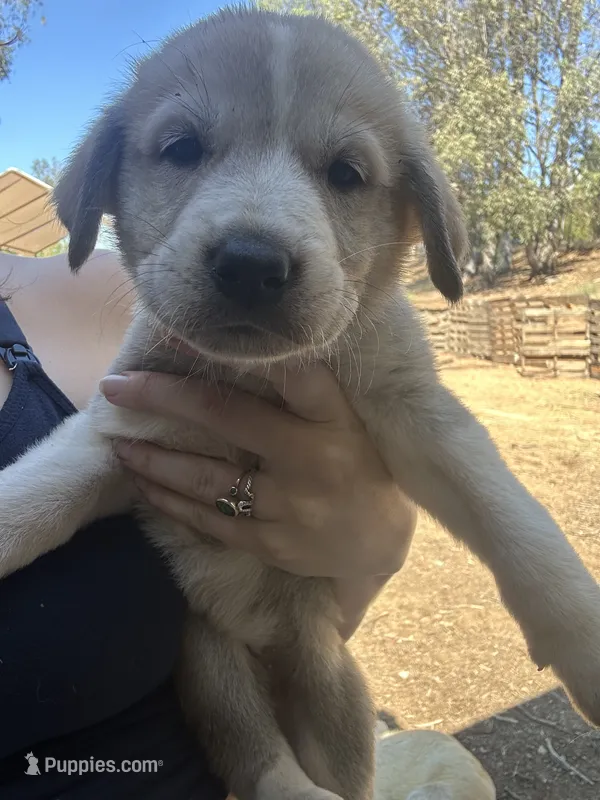 Rosie – Anatolian Shepherd Dog puppy for sale in Fallbrook, CA
