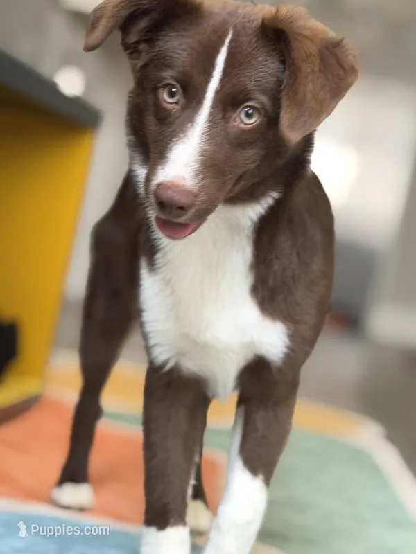 Moshmosh – Miniature Australian Shepherd puppy for sale in Austin, TX