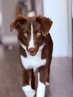 Moshmosh, a female Miniature Australian Shepherd for sale in Austin, TX – 5 of 6