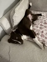 Moshmosh, a female Miniature Australian Shepherd for sale in Austin, TX – 3 of 6
