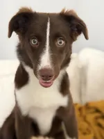 Moshmosh, a female Miniature Australian Shepherd for sale in Austin, TX – 6 of 6