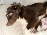 Moshmosh, a female Miniature Australian Shepherd for sale in Austin, TX – 4 of 6