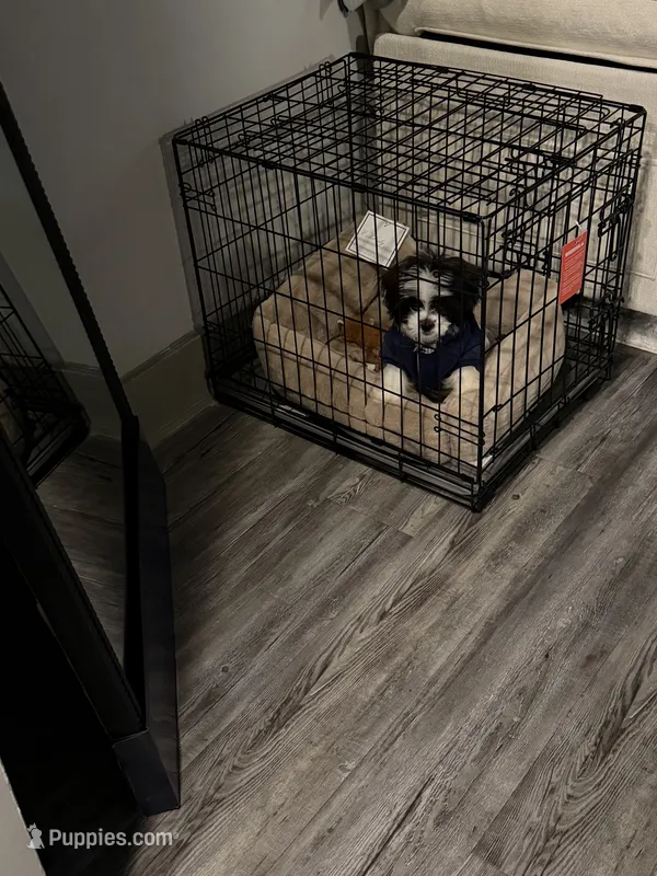 Cru – Yorkipoo, Shih Tzu puppy for sale in Atlanta, GA