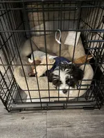 Cru, a male Yorkipoo and Shih Tzu for sale in Atlanta, GA – 2 of 4