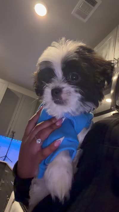 Cru, a male Yorkipoo and Shih Tzu for sale in Atlanta, GA – 3 of 4