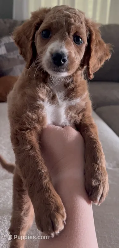 Biscuit  – Miniature Goldendoodle puppy for sale in Charleston, WV