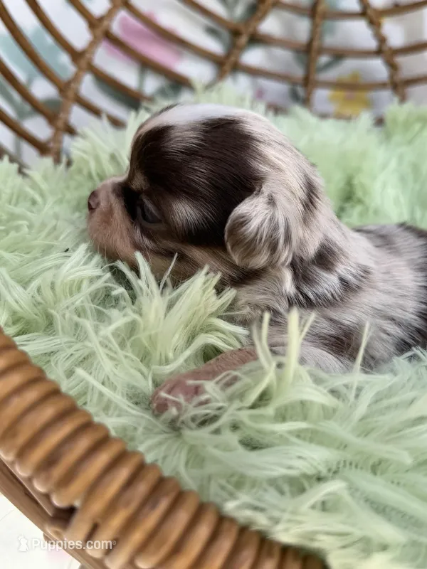 Rector – Chihuahua puppy for sale in Wildomar, CA