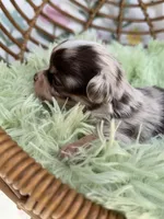 Rector, a male Chihuahua for sale in Wildomar, CA – 1 of 10