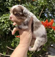 Rector, a male Chihuahua for sale in Wildomar, CA – 6 of 10