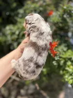 Rector, a male Chihuahua for sale in Wildomar, CA – 7 of 10