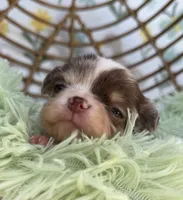 Rector, a male Chihuahua for sale in Wildomar, CA – 2 of 10