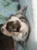Rector, a male Chihuahua for sale in Wildomar, CA – 10 of 10