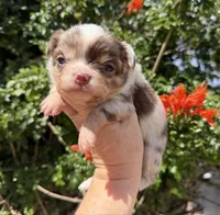Rector, a male Chihuahua for sale in Wildomar, CA – 3 of 10