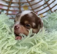 Rector, a male Chihuahua for sale in Wildomar, CA – 4 of 10