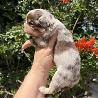 Rector, a male Chihuahua for sale in Wildomar, CA – 5 of 10