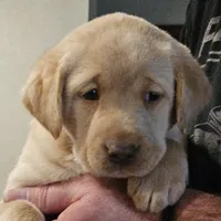 Lime Green Collar Male, a male Labrador Retriever for sale in Yakima, WA – Photo 6 of 9