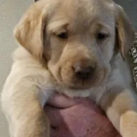 Lime Green Collar Male, a male Labrador Retriever for sale in Yakima, WA – Photo 5 of 9