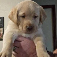 Lime Green Collar Male, a male Labrador Retriever for sale in Yakima, WA – Photo 4 of 9