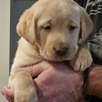 Lime Green Collar Male, a male Labrador Retriever for sale in Yakima, WA – Photo 7 of 9