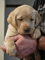 Lime Green Collar Male, a male Labrador Retriever for sale in Yakima, WA – Photo 7 of 9