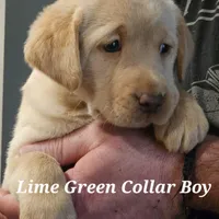 Lime Green Collar Male, a male Labrador Retriever for sale in Yakima, WA – Photo 1 of 9