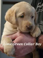 Lime Green Collar Male, a male Labrador Retriever for sale in Yakima, WA – Photo 1 of 9