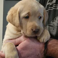 Lime Green Collar Male, a male Labrador Retriever for sale in Yakima, WA – Photo 9 of 9