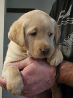 Lime Green Collar Male, a male Labrador Retriever for sale in Yakima, WA – Photo 9 of 9