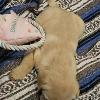 Lime Green Collar Male, a male Labrador Retriever for sale in Yakima, WA – Photo 8 of 9