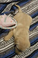 Lime Green Collar Male, a male Labrador Retriever for sale in Yakima, WA – Photo 8 of 9