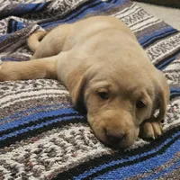 Lime Green Collar Male, a male Labrador Retriever for sale in Yakima, WA – Photo 3 of 9