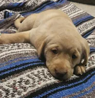 Lime Green Collar Male, a male Labrador Retriever for sale in Yakima, WA – Photo 3 of 9