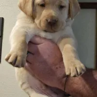 Lime Green Collar Male, a male Labrador Retriever for sale in Yakima, WA – Photo 2 of 9
